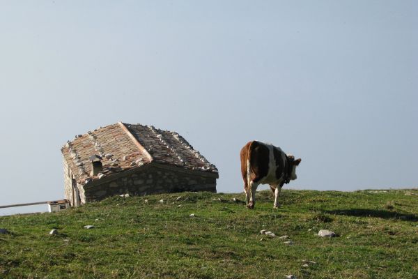 Belvedere (Pieve di Cadore)